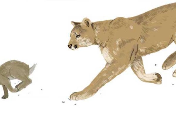 Rabbit, Oscar & Cougar