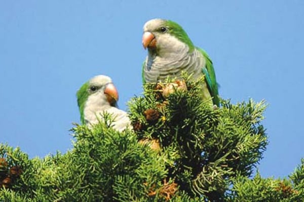 Parakeets in the Pines