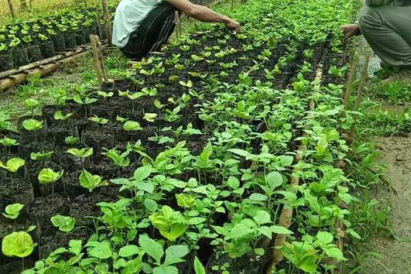 Coffee Business in Southeast Asia